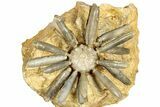 Jurassic Club Urchin (Asterocidaris) - Boulemane, Morocco #339390-1